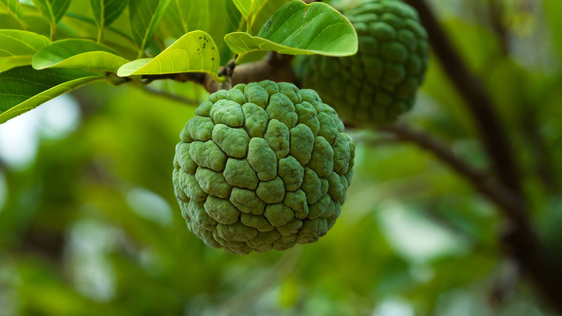 Go Green-A Sustainable Tropical Corner